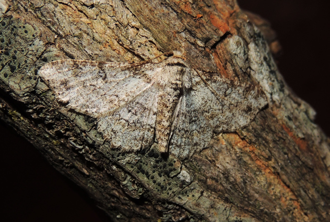 Ascotis selenaria Geometridae